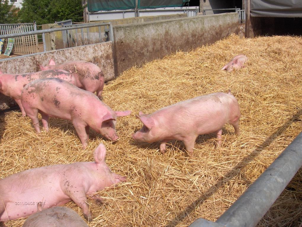 La Ferme Chauvet Bed & Breakfast Chantenay-Villedieu Bagian luar foto